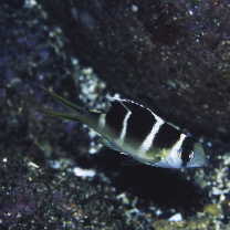 Monotaxis grandoculis (Forsskal, 1775)