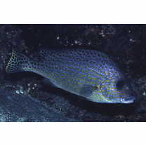 Diagramma pictum (Thunberg, 1792)