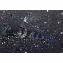 Cryptocentrus filifer (Valenciennes, 1837)