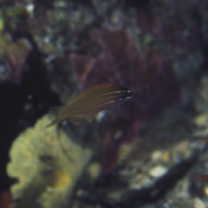 Pseudocoris yamashiroi (Schmidt, 1931)