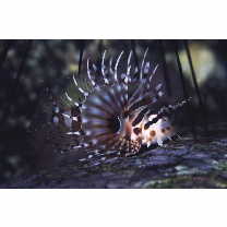 Dendrochirus zebra (Cuvier, 1829)