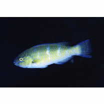 Scarus ghobban Forsskal, 1775