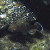 Priolepis akihito Hoese et Larson, 2010