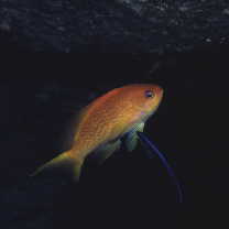 Pseudanthias squamipinnis (Peters, 1855)
