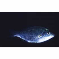 Ditrema temminckii pacificum Katafuchi et Nakabo, 2007