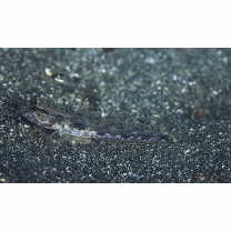 Acentrogobius virgatulus (Jordan et Snyder, 1901)