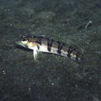 Parapercis sexfasciata (Temminck et Schlegel, 1843)