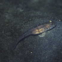 Amblychaeturichthys sciistius (Jordan et Snyder, 1901)