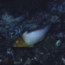 Cetoscarus ocellatus (Valenciennes, 1840)