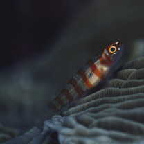 Trimma cana Winterbottom, 2004