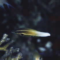 Labropsis alleni Randall, 1981