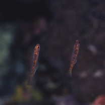 Trimma taylori Lobel, 1979