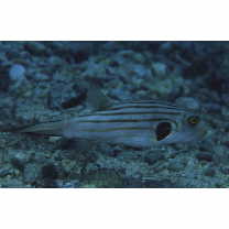 Arothron manilensis (Proce, 1822)