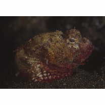 Scorpaenopsis cotticeps Fowler, 1938