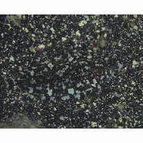 Aseraggodes xenicus (Matsubara et Ochiai, 1963)