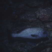 Plectorhinchus picus (Cuvier, 1828)