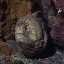 Gymnothorax nudivomer (Gunther, 1867)