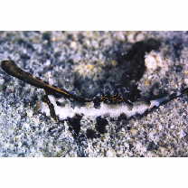 Dactylopus dactylopus (Valenciennes, 1837)