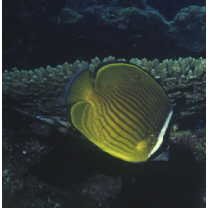 Chaetodon auripes Jordan et Snyder, 1901