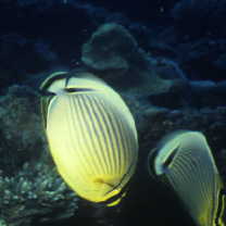 Chaetodon lunulatus Quoy et Gaimard, 1825