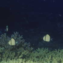 Dascyllus reticulatus (Richardson, 1846)