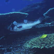 Plectorhinchus picus (Cuvier, 1828)