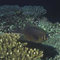 Neoglyphidodon nigroris (Cuvier, 1830)