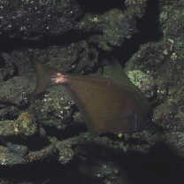 Pempheris schwenkii Bleeker, 1855