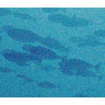 Naso hexacanthus (Bleeker, 1855)