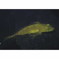 Pseudoblennius percoides Gunther, 1861