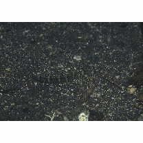 Corythoichthys haematopterus (Bleeker, 1851)