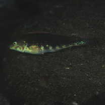 Halichoeres miniatus (Valenciennes, 1839)