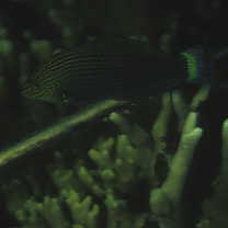 Halichoeres marginatus Ruppell, 1835