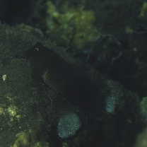 Cirripectes stigmaticus Strasburg et Schultz, 1988