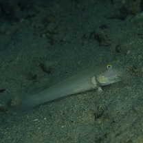 Valenciennea sexguttata (Valenciennes, 1837)