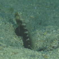 Cryptocentrus fasciatus (Playfair, 1867)