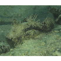 Inimicus didactylus (Pallas, 1769)