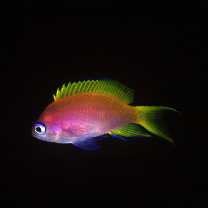 Pseudanthias bimaculatus (Smith, 1955)