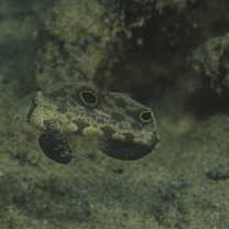 Signigobius biocellatus Hoese et Allen, 1977