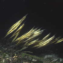 Aeoliscus strigatus (Gunther, 1861)