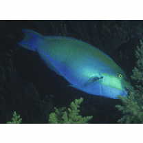 Chlorurus bleekeri (de Beaufort, 1940)