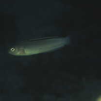 Meiacanthus smithi Klausewitz, 1961