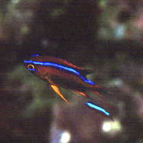 Neoglyphidodon crossi Allen, 1991