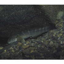 Sicyopterus japonicus (Tanaka, 1909)