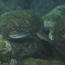 Scarus ghobban Forsskal, 1775