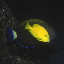 Acanthurus dussumieri Valenciennes, 1835