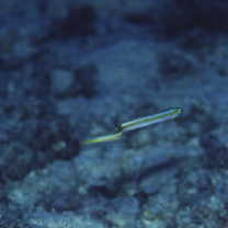 Gunnellichthys viridescens Dawson, 1968