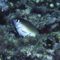 Plectroglyphidodon imparipennis (Vaillant et Sauvage, 1875)