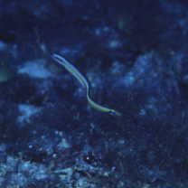 Gunnellichthys curiosus Dawson, 1968