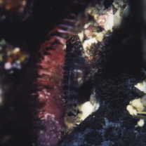 Eviota toshiyuki Greenfield et Randall, 2010